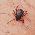 Krpelj, Ixodes&hellip;