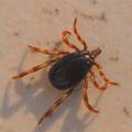 Krpelj, Ixodes&hellip;