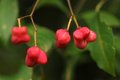 Kurika, Euonym&hellip;