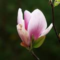 Magnolija  Gre&hellip;