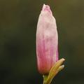 Magnolija  Gre&hellip;