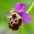 Ophrys zinsmei&hellip;