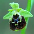 Ophrys holoser&hellip;
