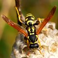 Osa, Vespula v&hellip;