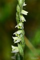 Spiranthes spi&hellip;