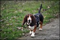 Basset hound n&hellip;