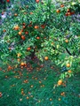 mandarina je n&hellip;