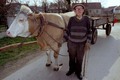 njegova kravica