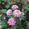 lantana roza-b&hellip;