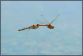 Sympetrum stri&hellip;