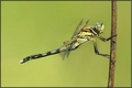 Orthetrum canc&hellip;