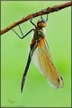 Dragonfly za s&hellip;