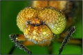 Dragonfly eye&&hellip;