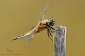 libellula quad&hellip;