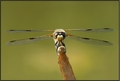 Libellula quad&hellip;