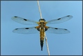 Libellula quad&hellip;