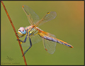 Sympetrum fons&hellip;