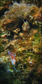 Blennius occel&hellip;