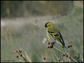 Čižak (carduel&hellip;