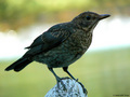 Kos (turdus me&hellip;