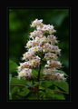 Aesculus hippo&hellip;