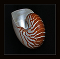 Nautilus pompi&hellip;
