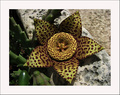 Stapelia varie&hellip;