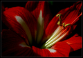 ...red flower &hellip;