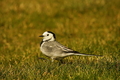 White Wagtail,&hellip;