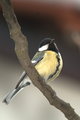 parus major ve&hellip;
