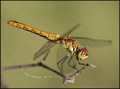 Sympetrum sang&hellip;