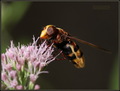 Volucella zona&hellip;