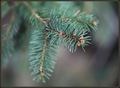 Picea abies za&hellip;