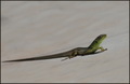 Lacerta trilin&hellip;