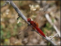 Crocothemis er&hellip;