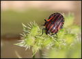 Graphosoma ita&hellip;