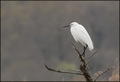 Egretta garzet&hellip;