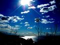 Sutomore