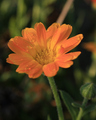 Calendula offi&hellip;