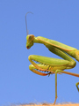 Miss Mantodea &hellip;