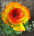 Ranunculus Asi&hellip;