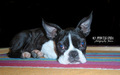 Boston Terrier&hellip;