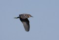 gak-Nycticorax&hellip;