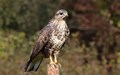 škanjac-Buteo &hellip;
