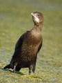 mali kormoran-&hellip;