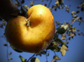 Apple in love.&hellip;