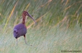 Blistavi ibis &hellip;