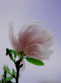 Magnolija....n&hellip;