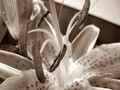 Lilium