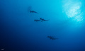 Hammerhead sha&hellip;